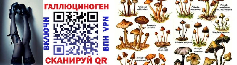 shop клад Благодарный Псилоцибиновые грибы мицелий
